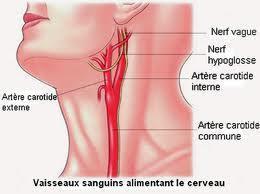 irrigation-cerveau